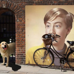 Efeito de foto - Labrador guarda a bicicleta