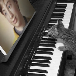 Foto efecto - Piano en un gatito