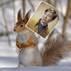 Efeito de foto - Esquilo em uma floresta nevado