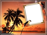 Foto lijsten - Tropical Birds