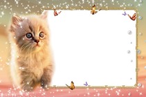 Nuotraukų rėmai - Kitten