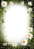 Фоторамка - Tenderness of White Daisies