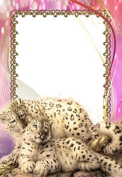 Animaux. Cadre photo avec les léopards des neiges