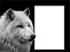 Marco de fotos con un lobo blanco
