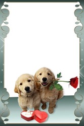 Nuotraukų rėmai - Romantic Present