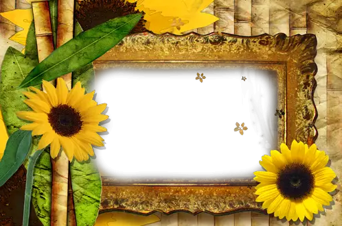 Photo frames. Beauty of sunflowers