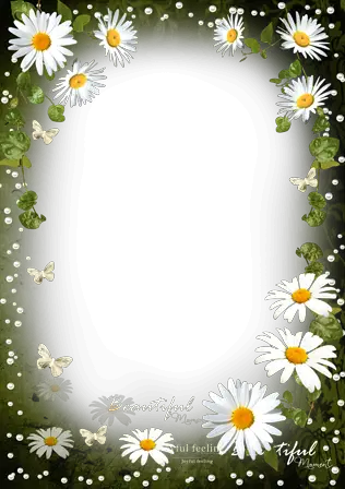 Photo frames. Tenderness of white daisies