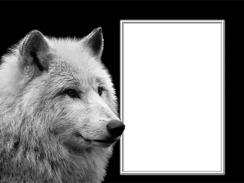 Marco de fotos - Marco de fotos con un lobo blanco