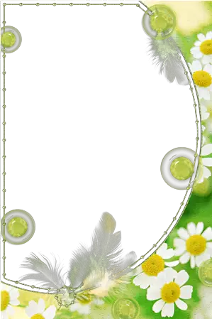 Foto rámeček - Zelená camomiles