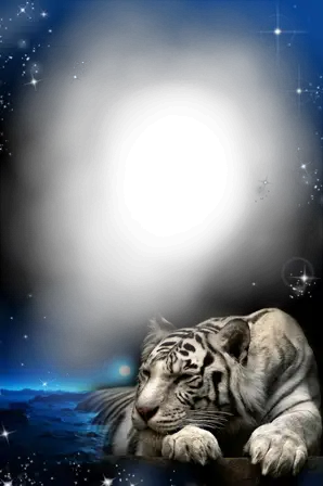 Cadre photo - Tiger dans la nuit