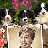 Efeito de foto - Saint Bernard puppies