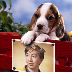 Effet photo - Puppy sur le banc rouge