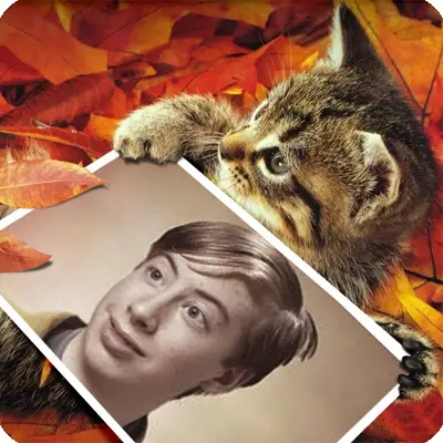 Photo effect - Cute kitten in the autumn leaves