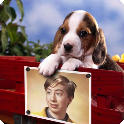 Effet photo - Puppy sur le banc rouge
