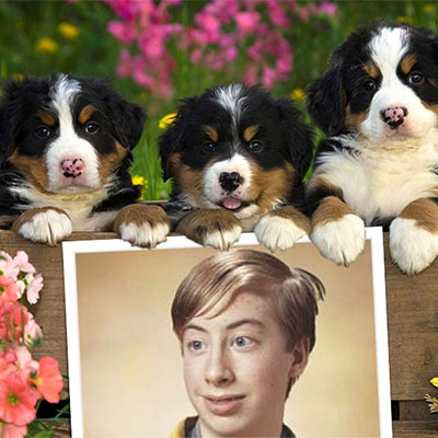 Photo effect - Saint Bernard puppies