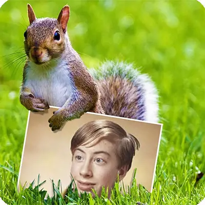 Photo effect - Squirrel on the green grass