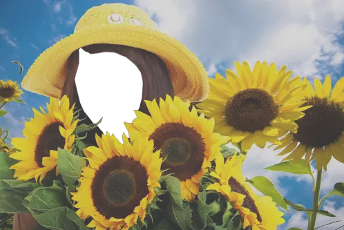 Your photos - Sunflowers