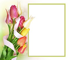 I primi delicati Primavera tulipani