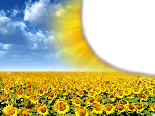 Photo frame - Bright sunflowers