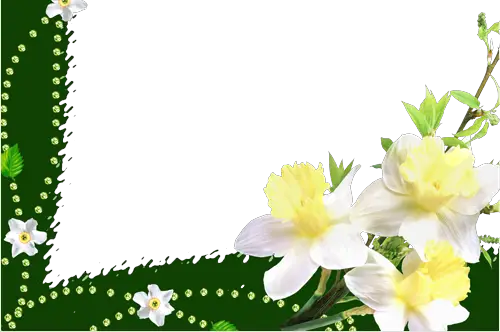 Photo frame - Beautiful daffodils