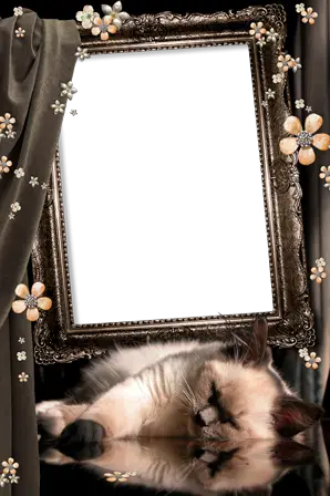 Photo frame - Sweet kitten