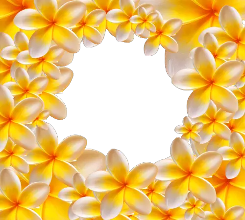 Foto rámeček - Žluté květy